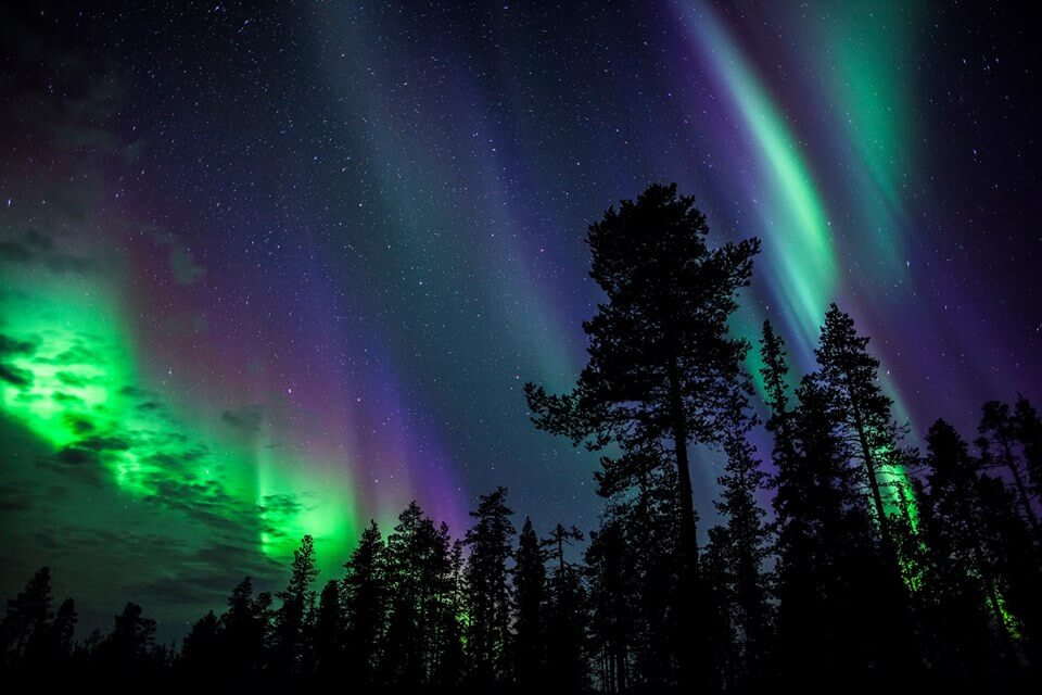 Tree shadows under Northern Lights