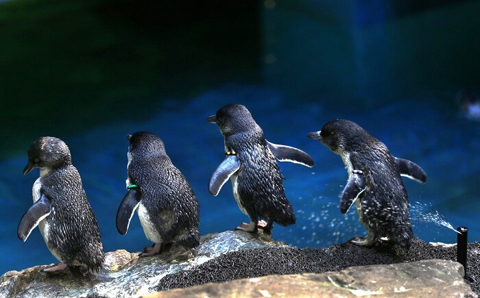 New England Aquarium, Boston