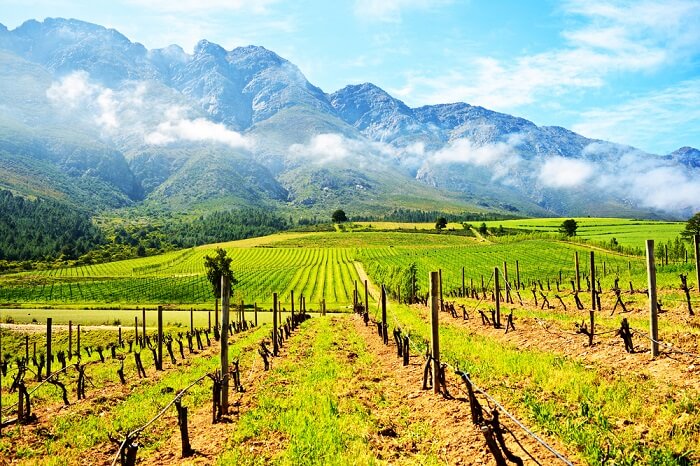 Cape Winelands in Africa
