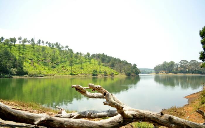A dried tree lying near the gorgeous Glenmorgan lake
