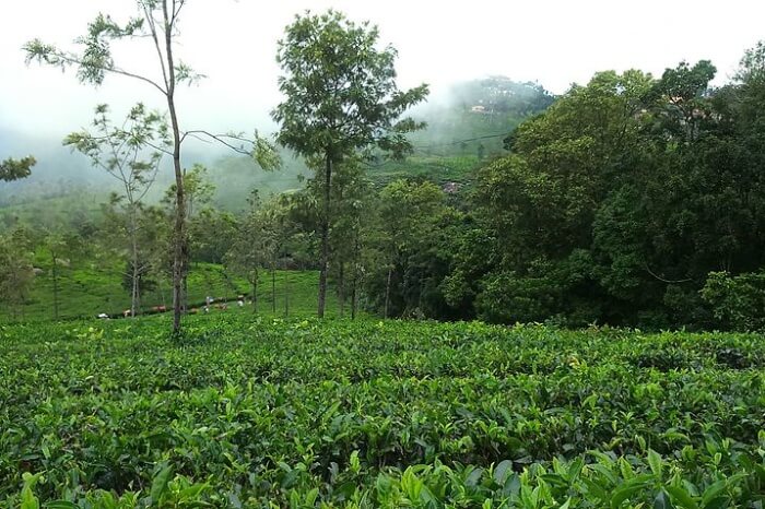 Coonoor