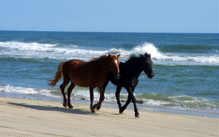 Horses on Corolla Beach North Carolina