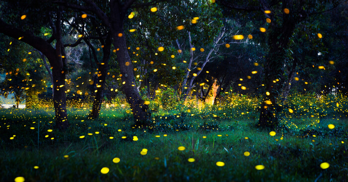 Sunset Fireflies Nail Art Designs - wide 6