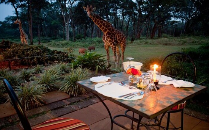 Giraffe looking at a dining table set up in a lodge in Kenya
