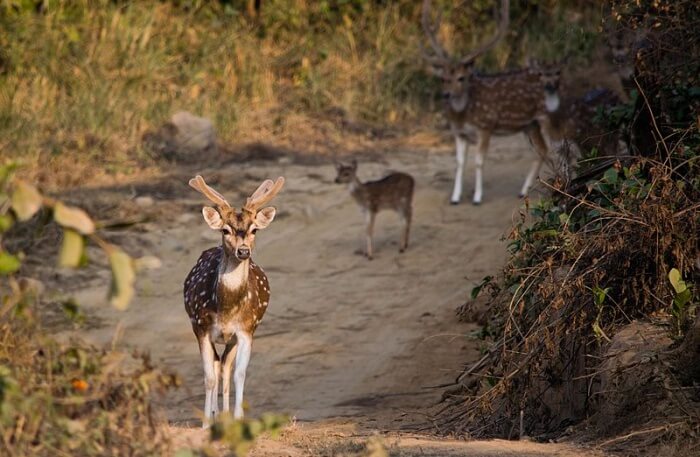 Jim Corbett National Park wil Animal
