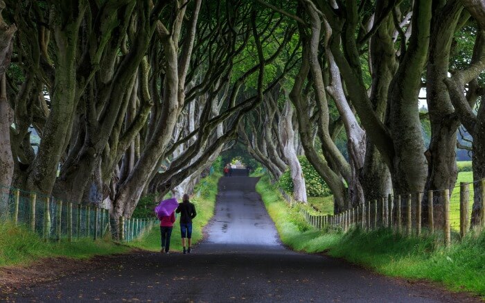 People walking across The Dark Hedge in Ireland