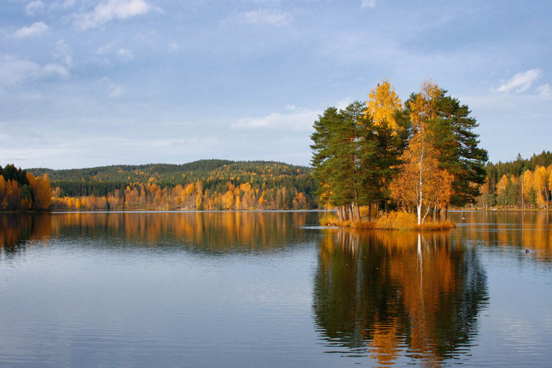 reflection of trees on the surface of a lake