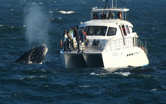 Tourists enjoying whale watching in South Africa