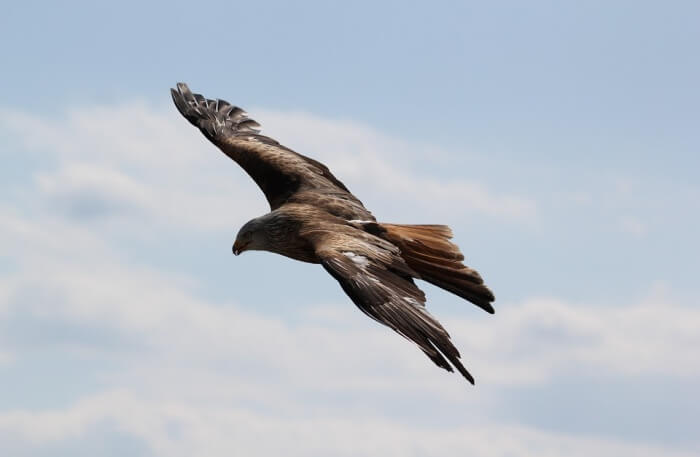 Eagle View