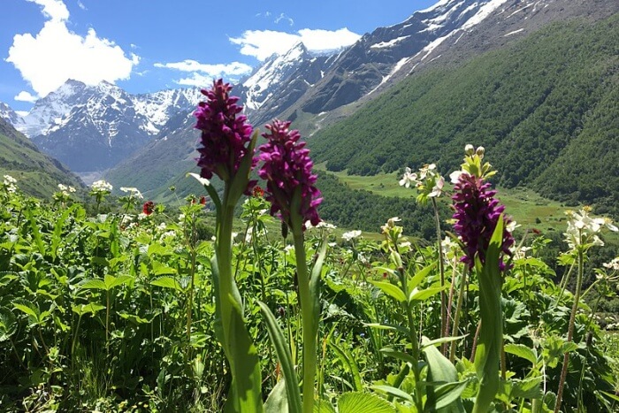 Valley of Flowers
