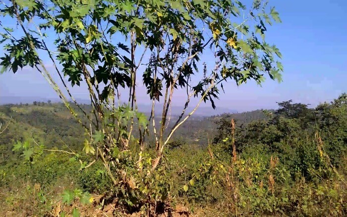 an ivy tree by the side of road in mountains