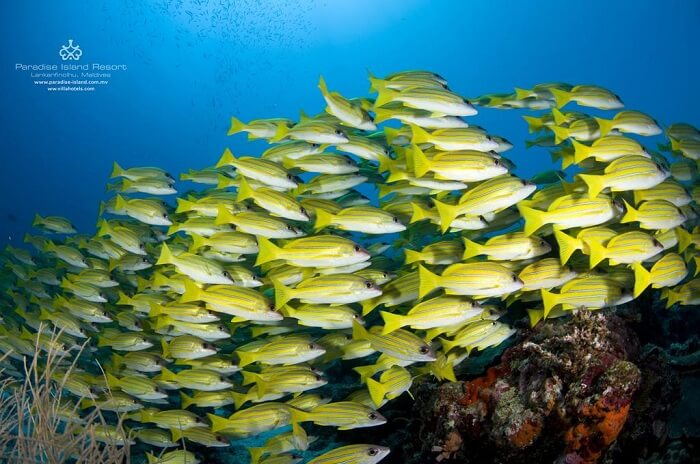 marine life at paradise island maldives