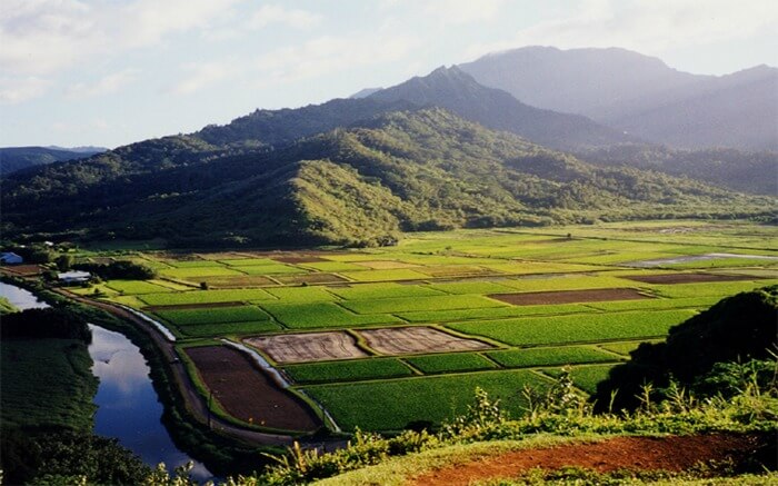 rice fields in the mountains