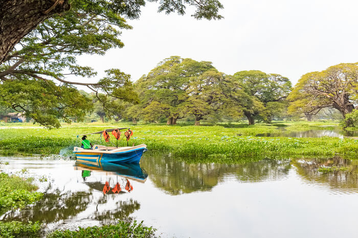 a boat sailing in Madu River