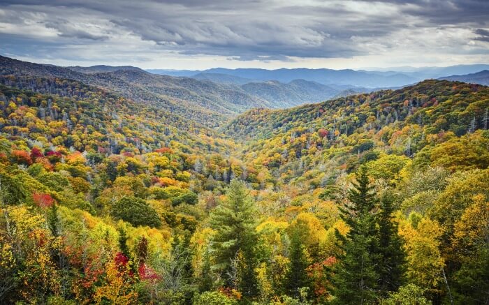 yellow and red autumn trees in mountains