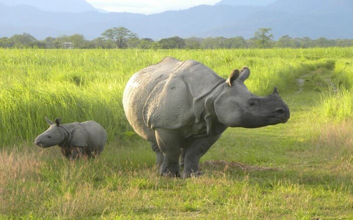 An adult and baby rhino walking on green fields