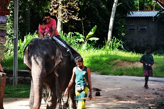 Elephant orphanage in Sri Lanka