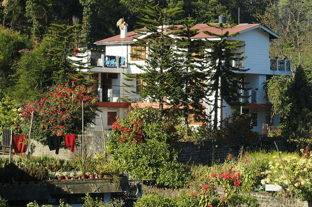 a homestay covered by deodar trees
