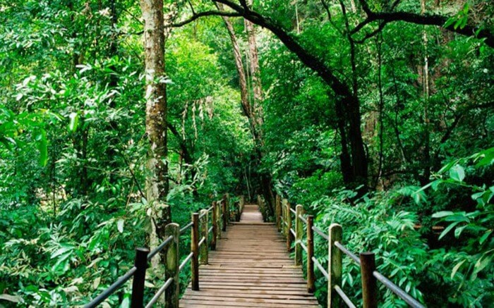 Kuala Lumpur Forest Eco Park