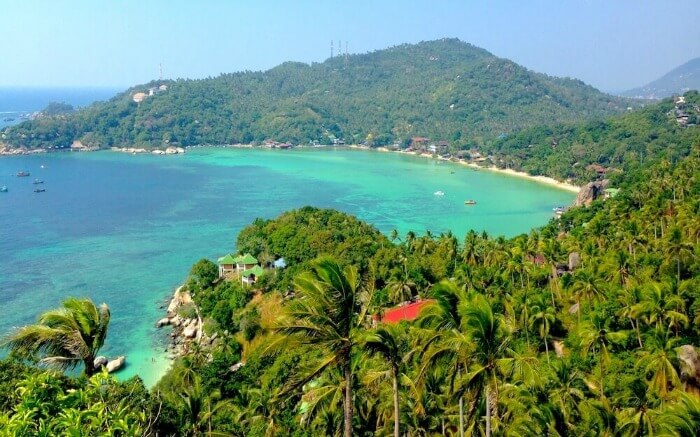 Palm trees covering a beach