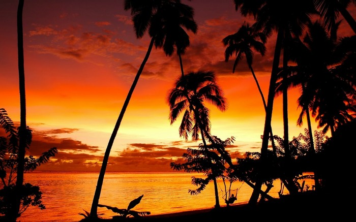Silhouette of gorgeous trees during sunset