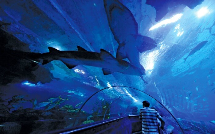 Underwater tunnel in Aquaria KLCC