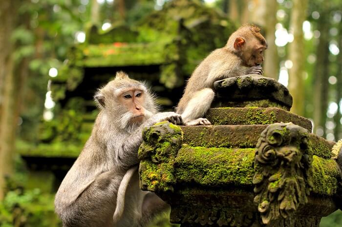 trek off to West Bali National Park