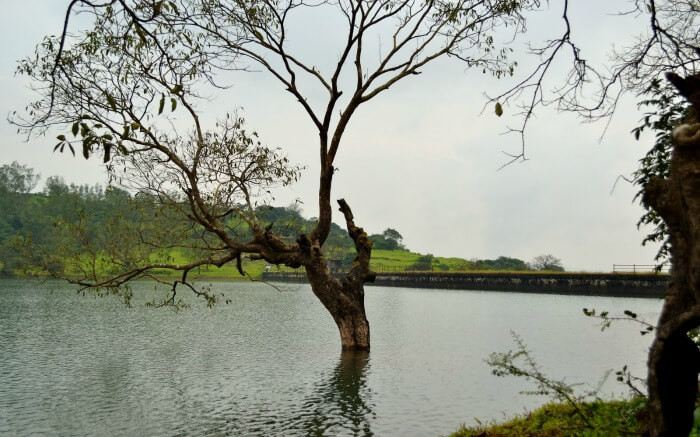 a tree in the middle of a lake