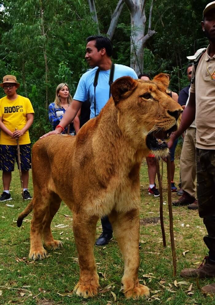 walking with lions in Mauritius