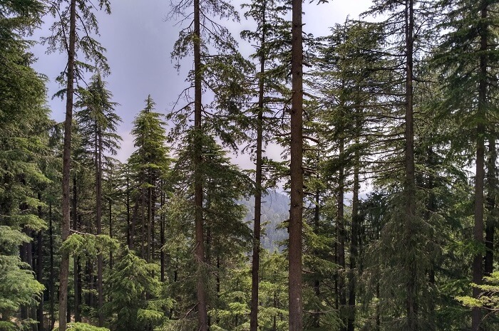 shish in kufri amidst scenic beauty