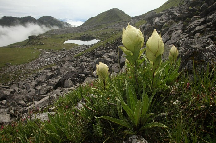 A view of the beautiful flowers in the valley of Pithoragarh near Askot in Uttarakhand