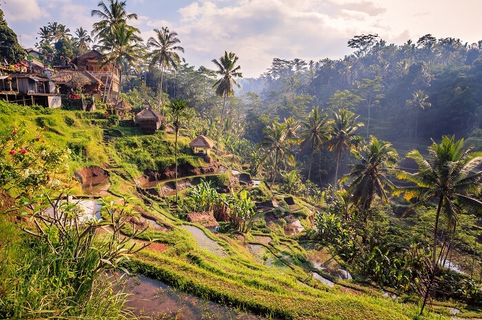 go hiking in tegalalang