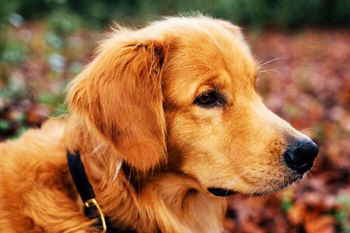 Golden Retriever Pup