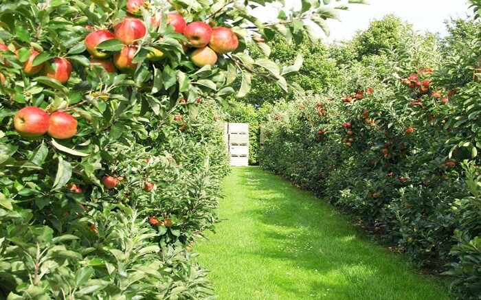 Apple orchard in the mountains