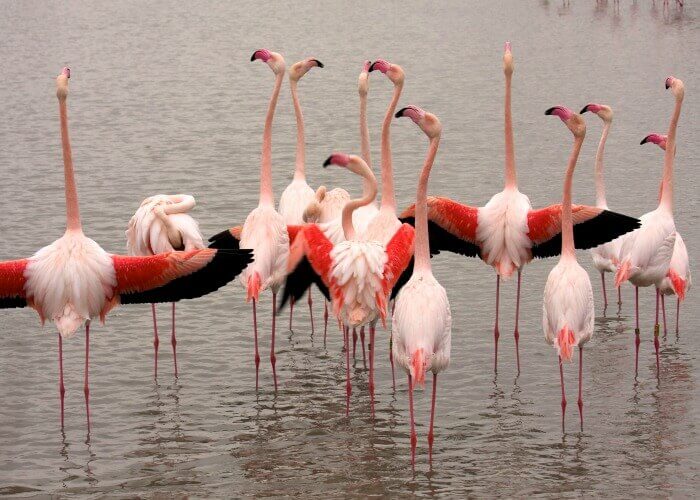 Flamingos in Camargue