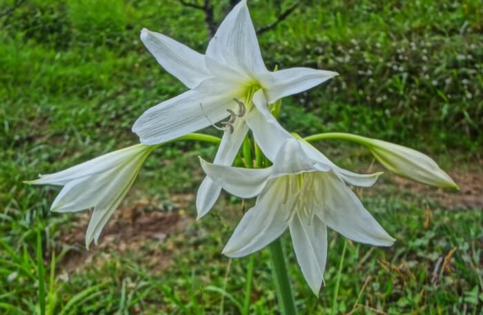 Beautiful Garden Flowers