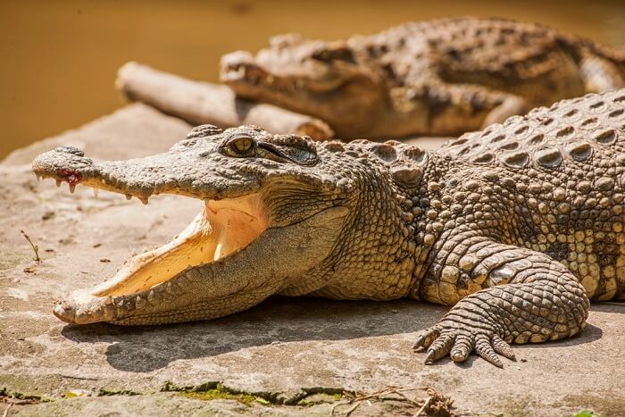 visit crocodile breeding farm
