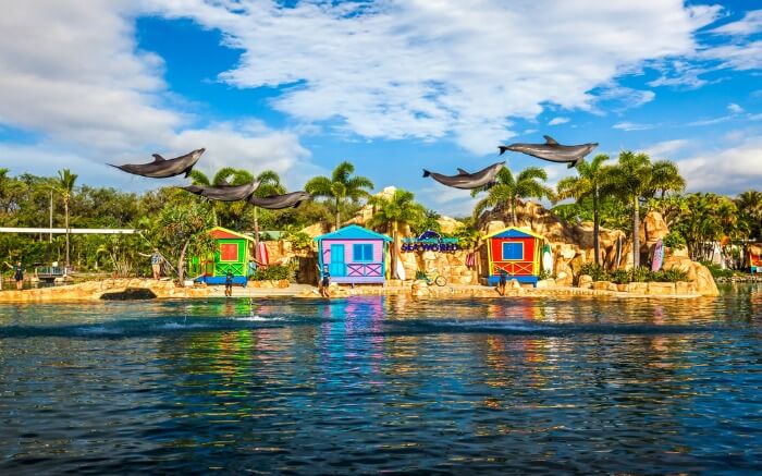 Dolphins in Seaworld theme park