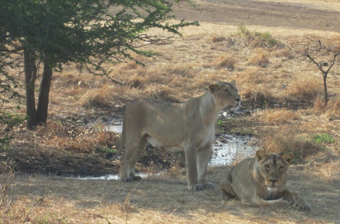 Go on a short safari at Gir Interpretation Center, Devalia