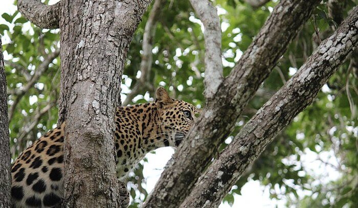 Leopard on tree