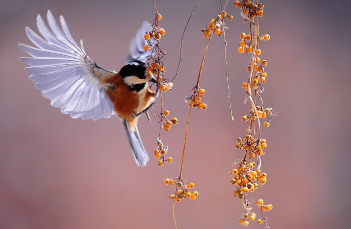 Bird View