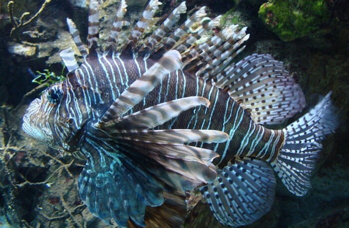 The Madrid Zoo Aquarium