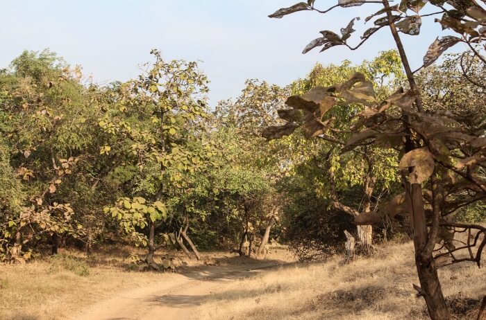 Visit tribal settlements in the park