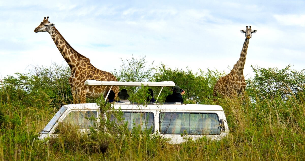 Best Safari In Kenya: Ultimate Guide To A Vacation In The Wild