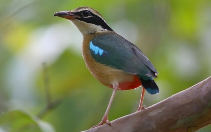 acj-2208-kanha-national-park (11)