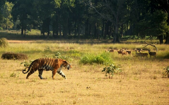 Kanha National Park Off To The Home Of Fiercest Predator