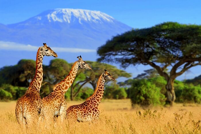 best wildlife safari in the world