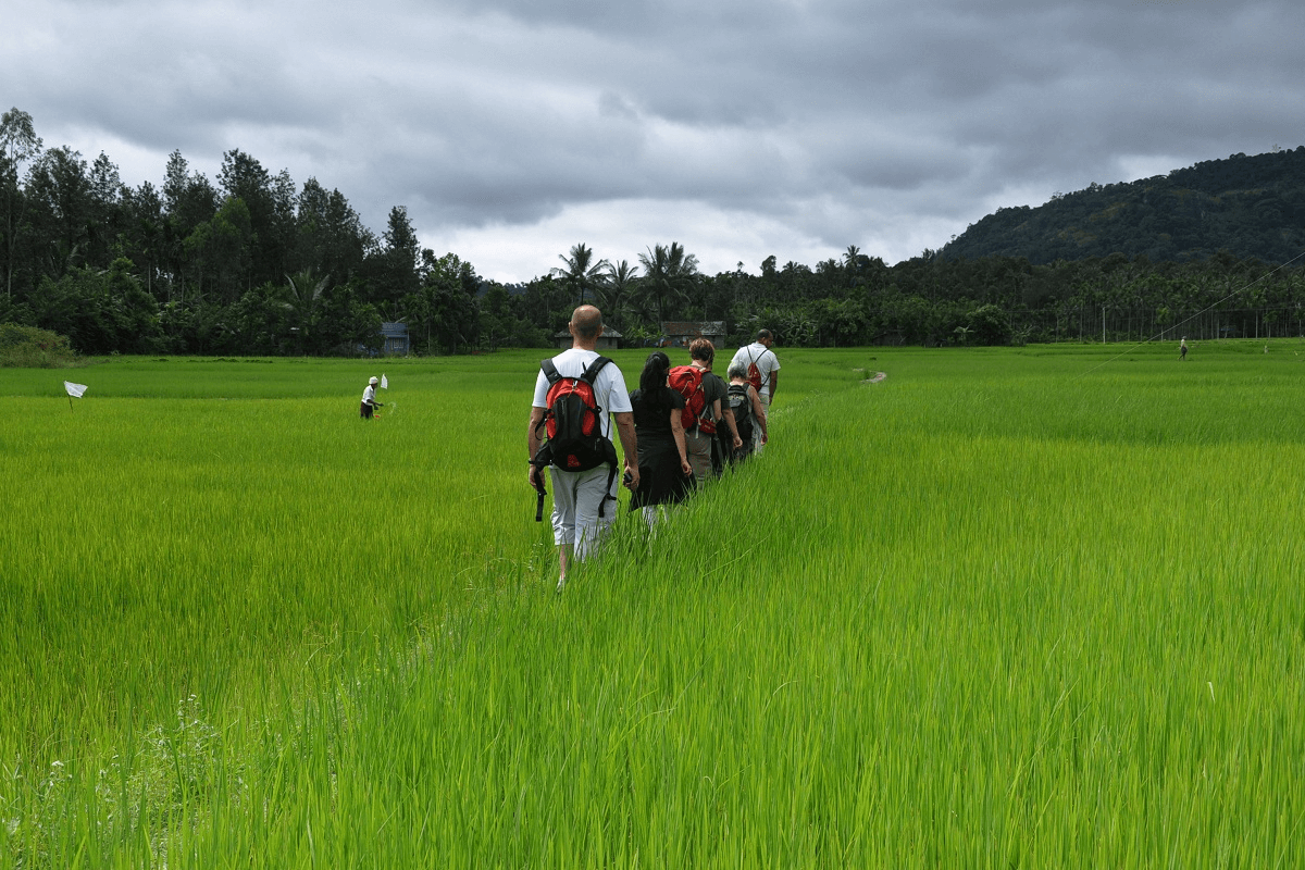 volunteers walking through the paddy fields