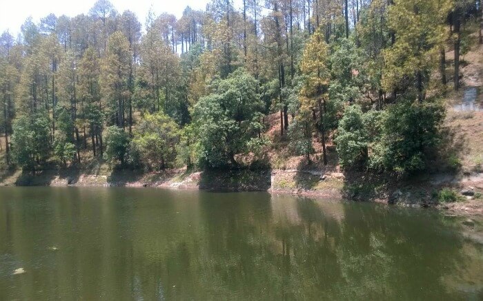 lake surrounded by pine trees