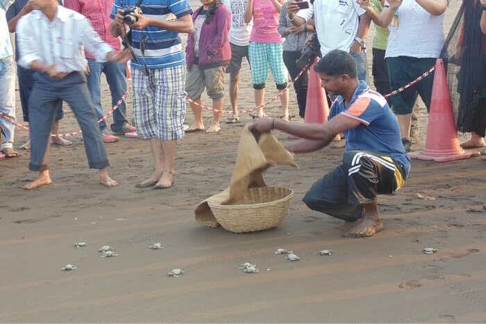 a guy collecting newborn turtles
